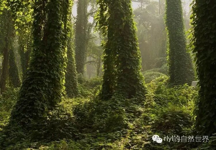 kiwi鸟_kiwi鸟动画_新西兰鸟kiwi