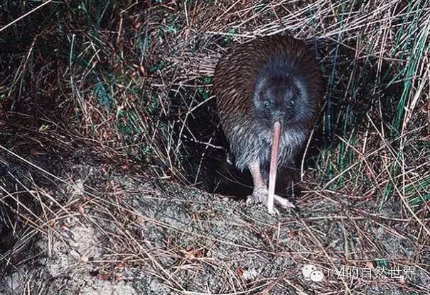 新西兰鸟kiwi_kiwi鸟_kiwi鸟动画