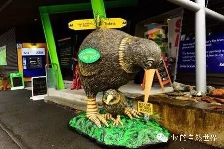 新西兰鸟kiwi_kiwi鸟动画_kiwi鸟