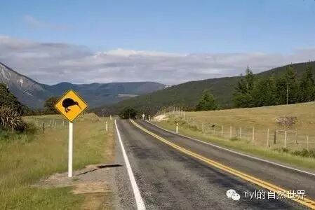 kiwi鸟_kiwi鸟动画_新西兰鸟kiwi