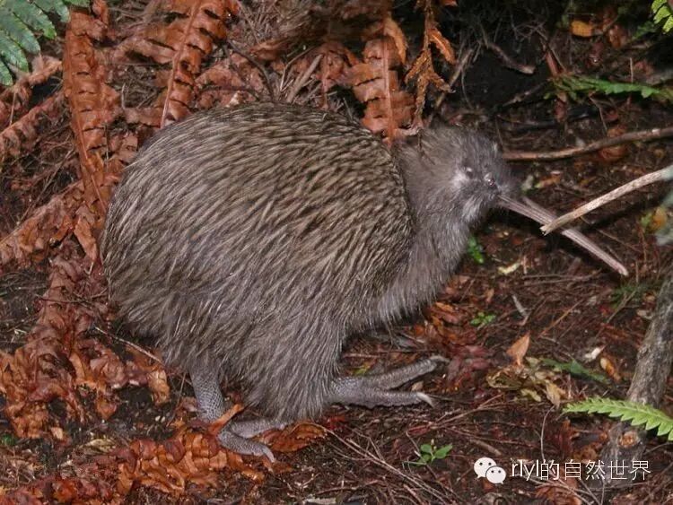 kiwi鸟动画_新西兰鸟kiwi_kiwi鸟