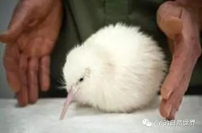 新西兰鸟kiwi_kiwi鸟_kiwi鸟动画