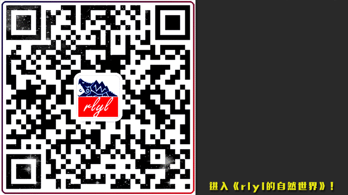 kiwi鸟_kiwi鸟动画_新西兰鸟kiwi