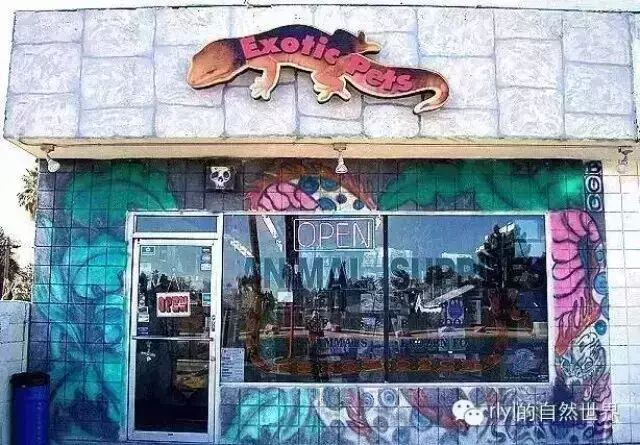 美国Las Vegas爬宠店!(价格很高啊~)