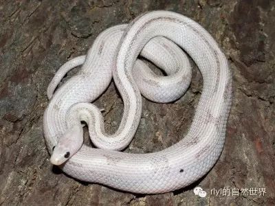 玉米蛇超级图鉴3四特征part3quadtrait