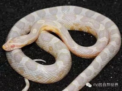 玉米蛇超级图鉴3四特征part3quadtrait