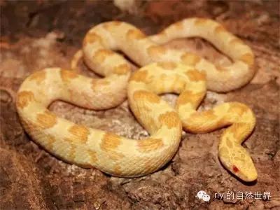 玉米蛇超级图鉴3四特征part3quadtrait