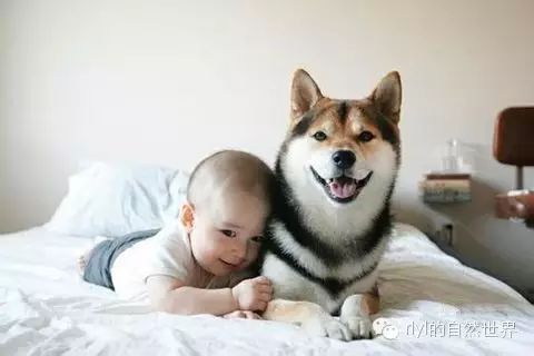 如何快速区分 柴犬 和 秋田犬 Rlyl的自然世界 微文库