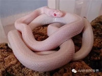 【徐福记糖果价格分享组】《玉米蛇超级图鉴》3【四】