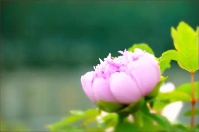 倾情绽放：女神节给女性的五个忠告