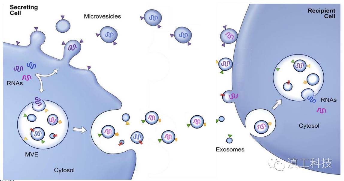 液体活检----exosome 促销活动正在进行中