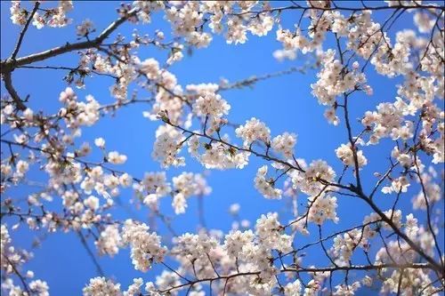 小编为你盘点国内各个樱花观赏地