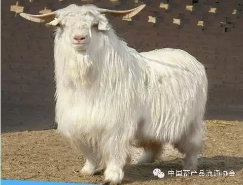 羊毛价格行情走势_近几年羊毛价格走势_羊毛价格走势图