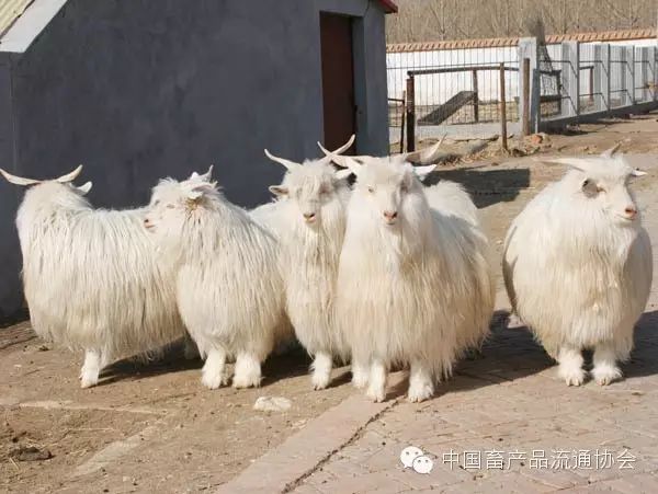 近几年羊毛价格走势_羊毛价格走势图_羊毛价格行情走势