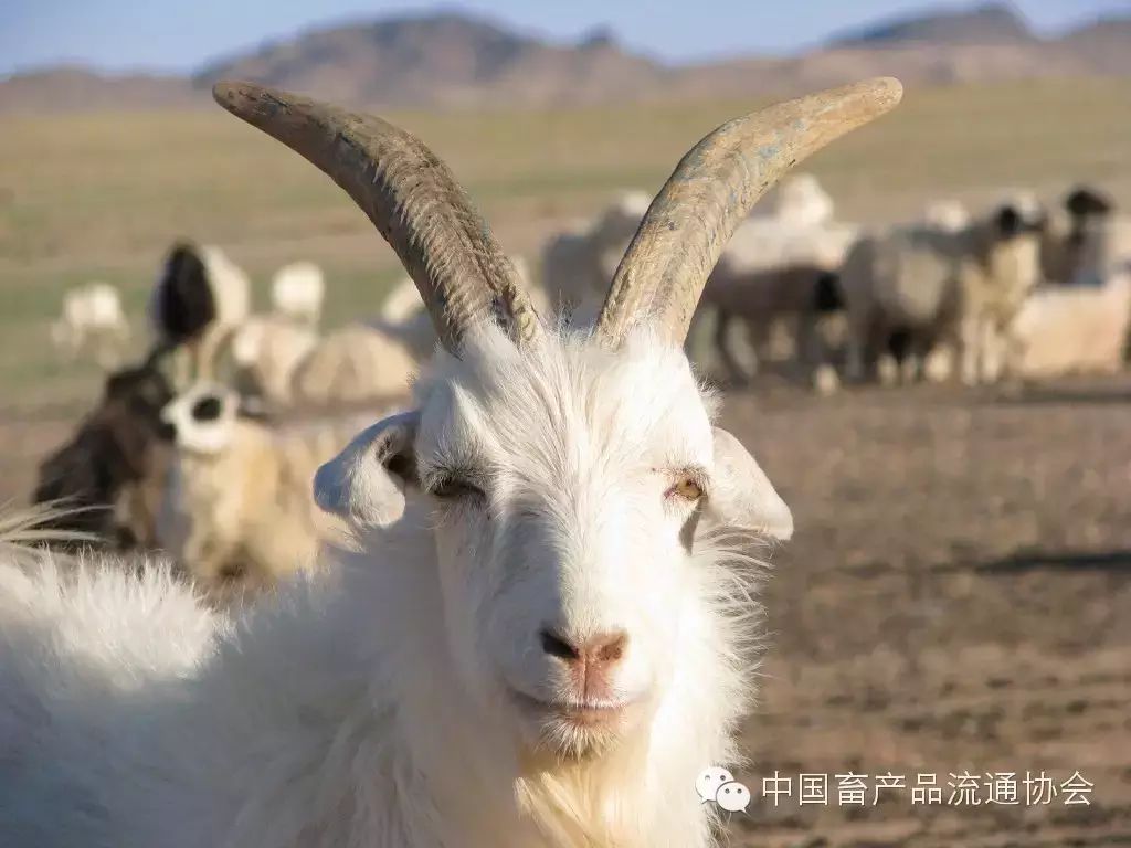 羊毛价格行情走势_羊毛价格走势图_近几年羊毛价格走势