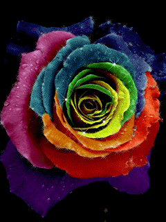 送给你的99朵玫瑰 祝你永远幸福快乐~~~~~~~ 将这些花送给你在乎的