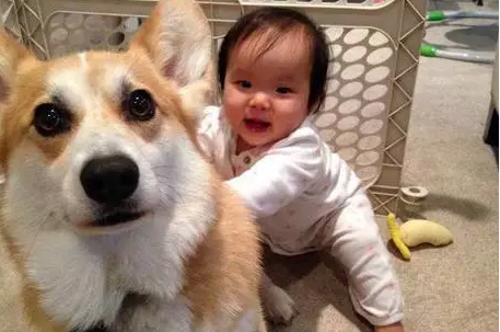 萌宠图片:拥有一条忠犬和一个可爱的宝宝，人生太美妙了！图片