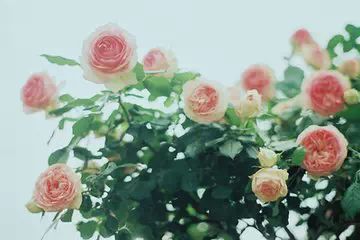 老婆和面子谁重要?448 / 作者:碧澄匀 / 帖子ID:111765 老婆和面子谁重要?448 / 作者:碧澄匀 / 帖子ID:111765