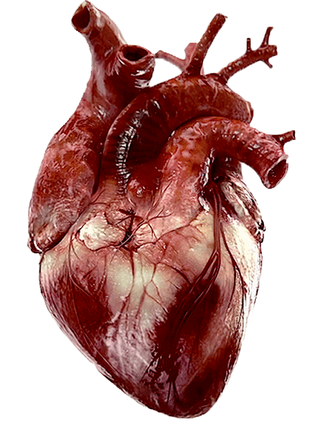 脉搏,心跳以及血液流动均