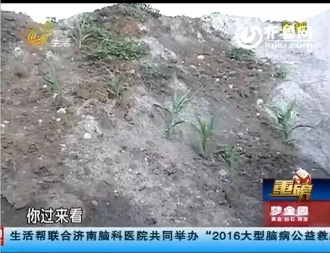 追踪施用不合格有机肥,山东千馀棵苹果树烂根!正规公司竟产假冒肥料为哪般?-怀孕期