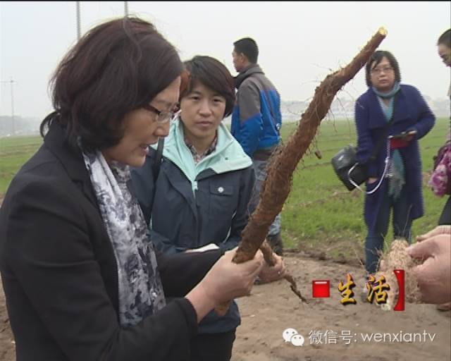 怀山药饮料太龙大健康_金士力金士力大健康_金健康山药化妆品