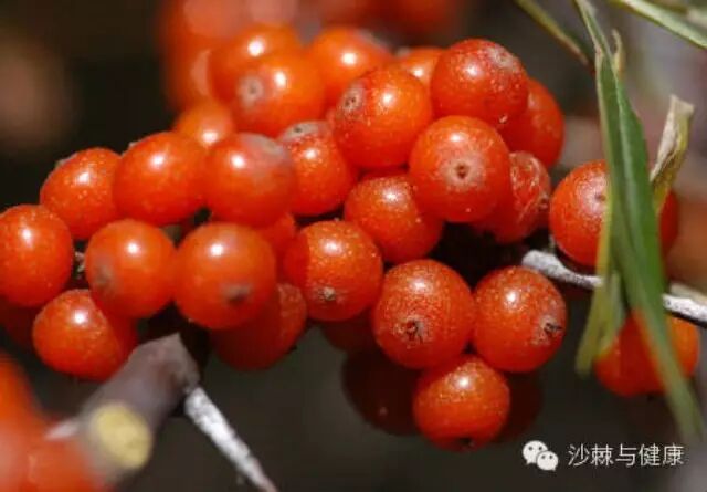 沙棘对股骨头坏死的调理作用