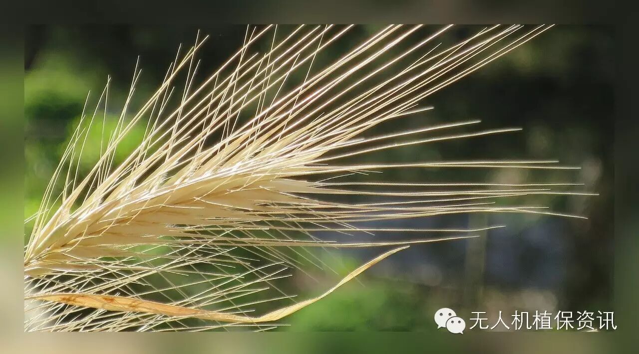 麥強(qiáng)大的防彈衣 ，植保無人機(jī)使用知識(shí)