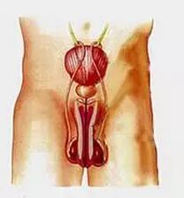 男子用验孕棒测出怀孕,如何做到的?-怀孕期