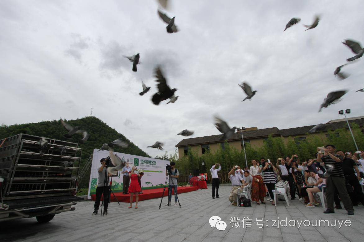 大森林木命_大森林木地板_升達地板升達地板升達地板