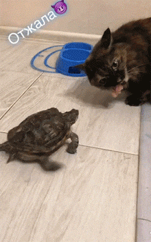 这只乌龟绝对是活腻了，敢从猫嘴里抢食吃