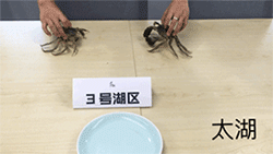 盒马君首先邀请各个湖区的螃蟹进行了跑步比赛……哇哈哈