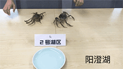 盒马君首先邀请各个湖区的螃蟹进行了跑步比赛……哇哈哈