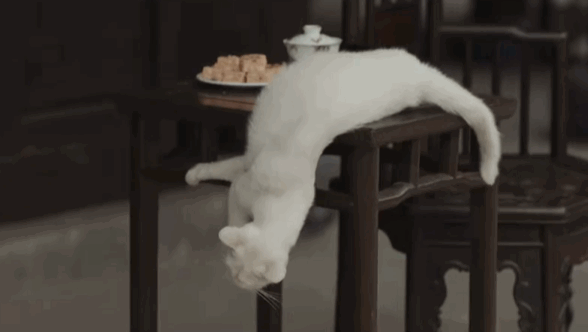 热播电视剧为了拍几秒镜头，竟毒死一只猫?!