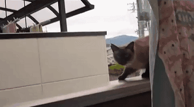 终于找到这张搞笑的猫咪微信gif表情的视频了.