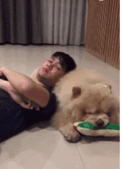 养一只松狮我就有了比熊萨摩耶柴犬狮子北极熊