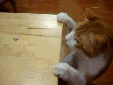 480_360gif 动态图 动图