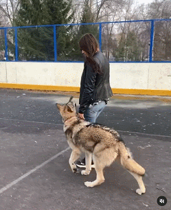 不愧是战斗民族竟然把狼当宠物养