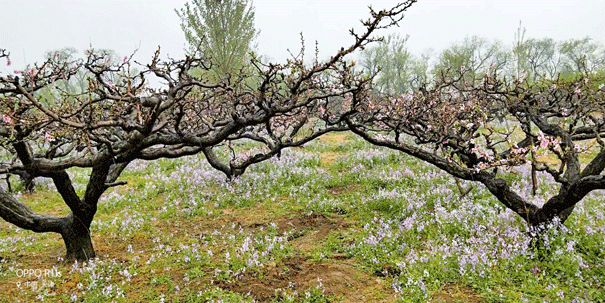 在那桃花盛开的地方,不仅有桃花,还有万种风情!