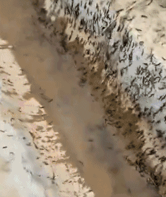 先来一幅动图看看