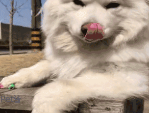 壁纸 动物 狗 狗狗 猫 猫咪 小猫 桌面 304_230 gif 动态图 动图