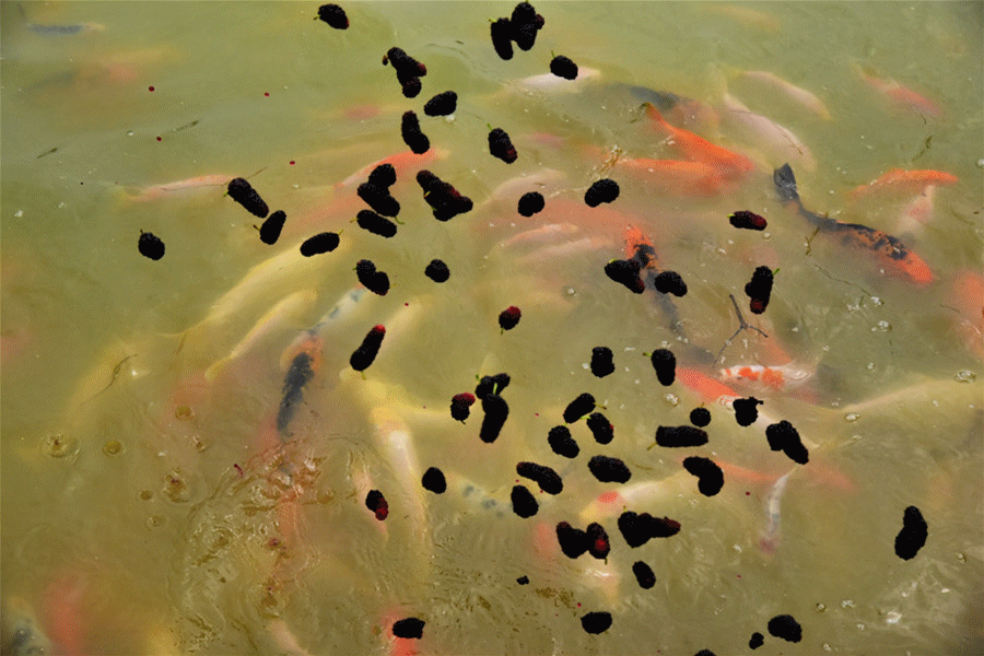 游过来,迅速在水面抬起头,身体基本垂直,嘴紧挨着水面,把食物嘬进嘴里