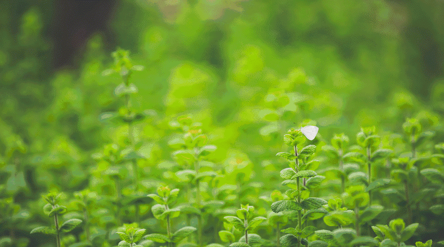 以 永续为理念 设有生化处理池, 湿地,野生物保育地等 集农场,植物园