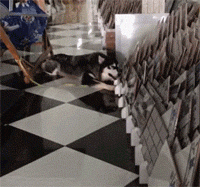 网友带哈士奇去瓷砖店，然而下一秒狗子的举动，笑喷了!