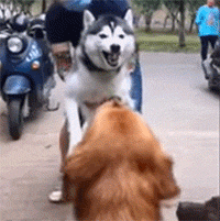 网友抱着二哈挑衅金毛，想测试狗子的胆量，然而这结局..笑疯了!
