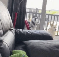网友发现哈士奇在阳台盯着自己，可仔细一看狗子的表情，笑疯了!