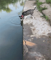 网友带哈士奇到河边，结果狗子喝了一口水后，居然就疯了!