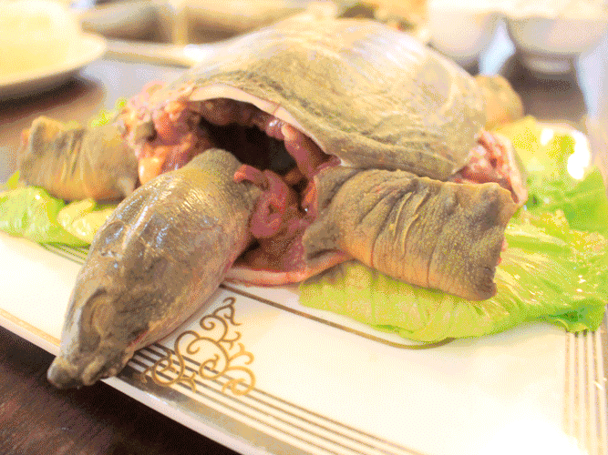 长寿这家餐厅太狠了!人均只要16元就能吃甲鱼,牛肉,超赞!