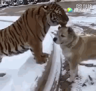 亲爱的,我这样舔你你感动吗?我tm的不敢动,大哥舔完了后我可以走了吗?