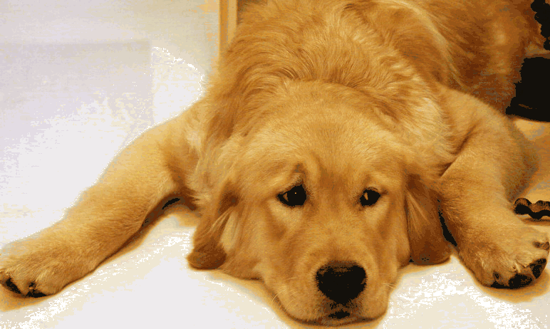 有着无敌的温顺脾气,怎么逗它都会开心;还有着忠诚的性格,认准主人