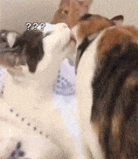 作为一只两脚兽,我知道你一定对猫咪如何过520这件事毫无兴趣很感兴趣